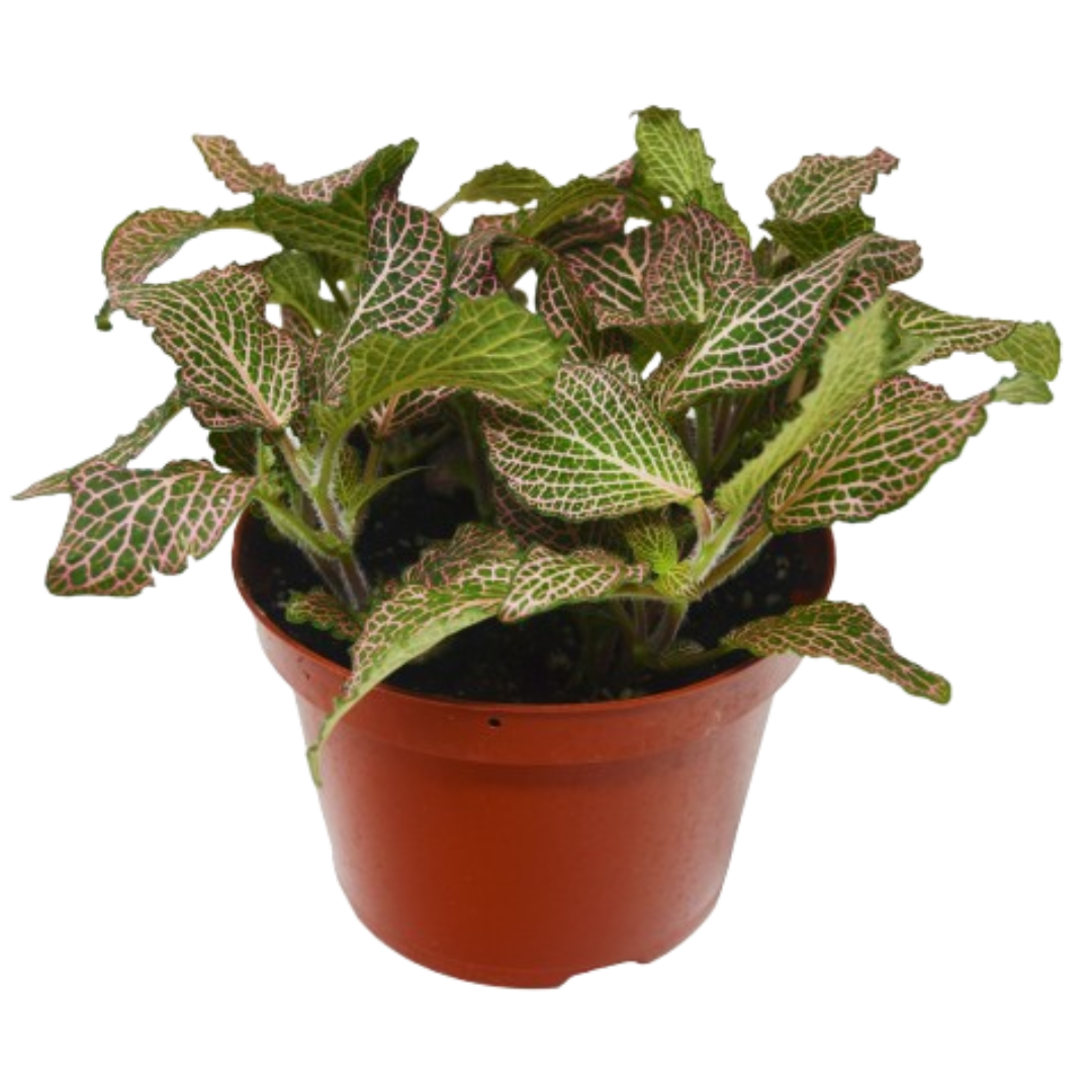 Fittonia Pink