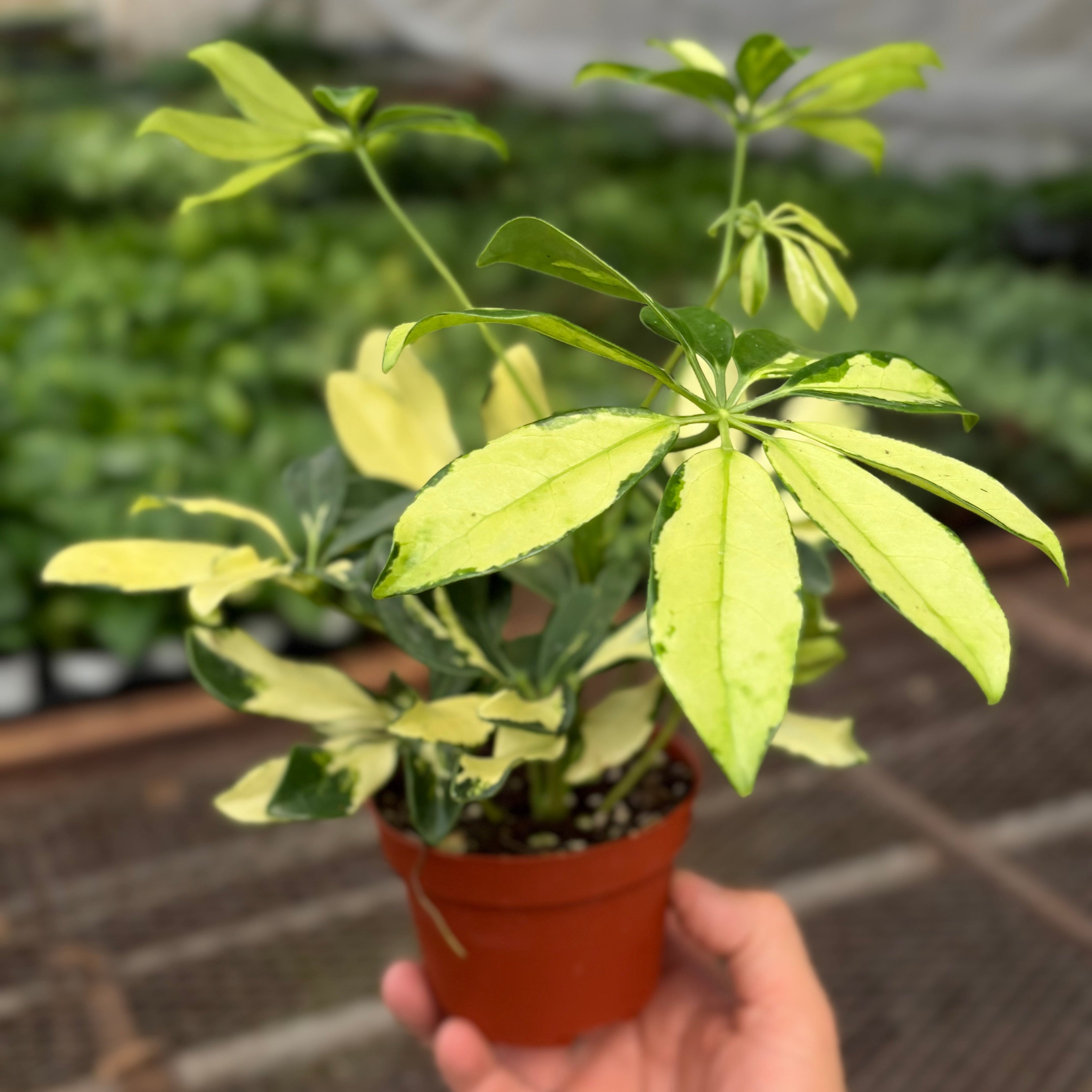 Schefflera Trinette