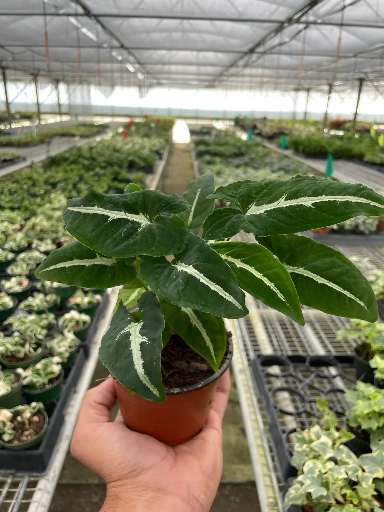 Syngonium Wendlandii Black Velvet