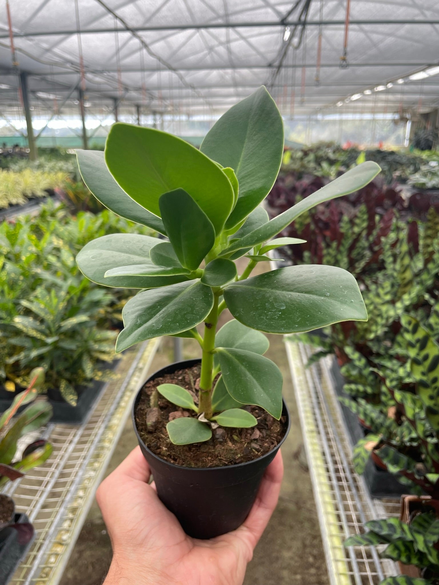 Clusia Princess Autograph Plant