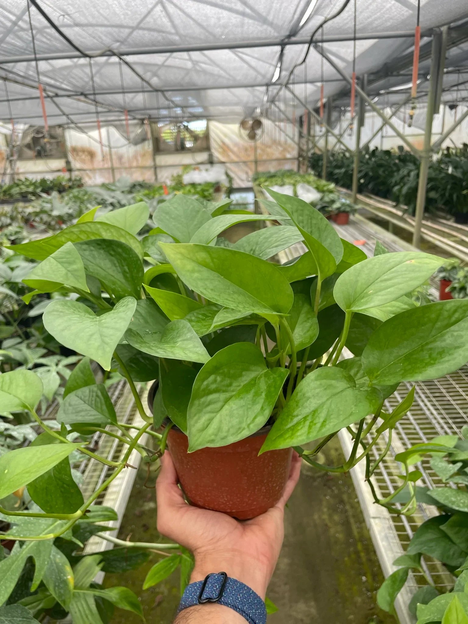 Pothos Green Queen