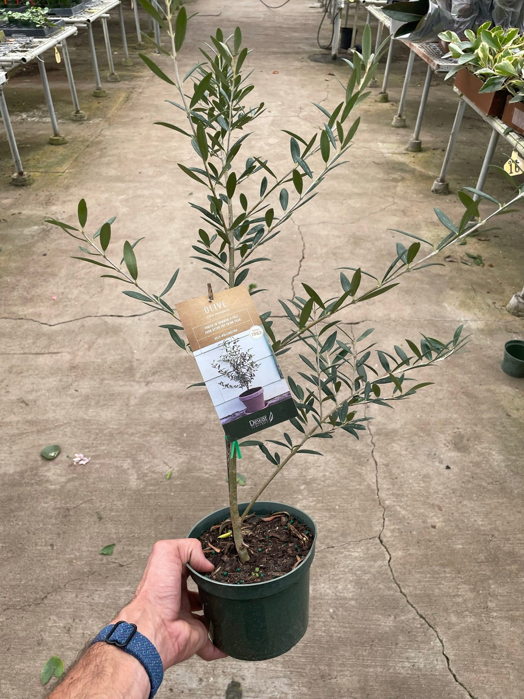 Common Olive Tree Olea Europaea
