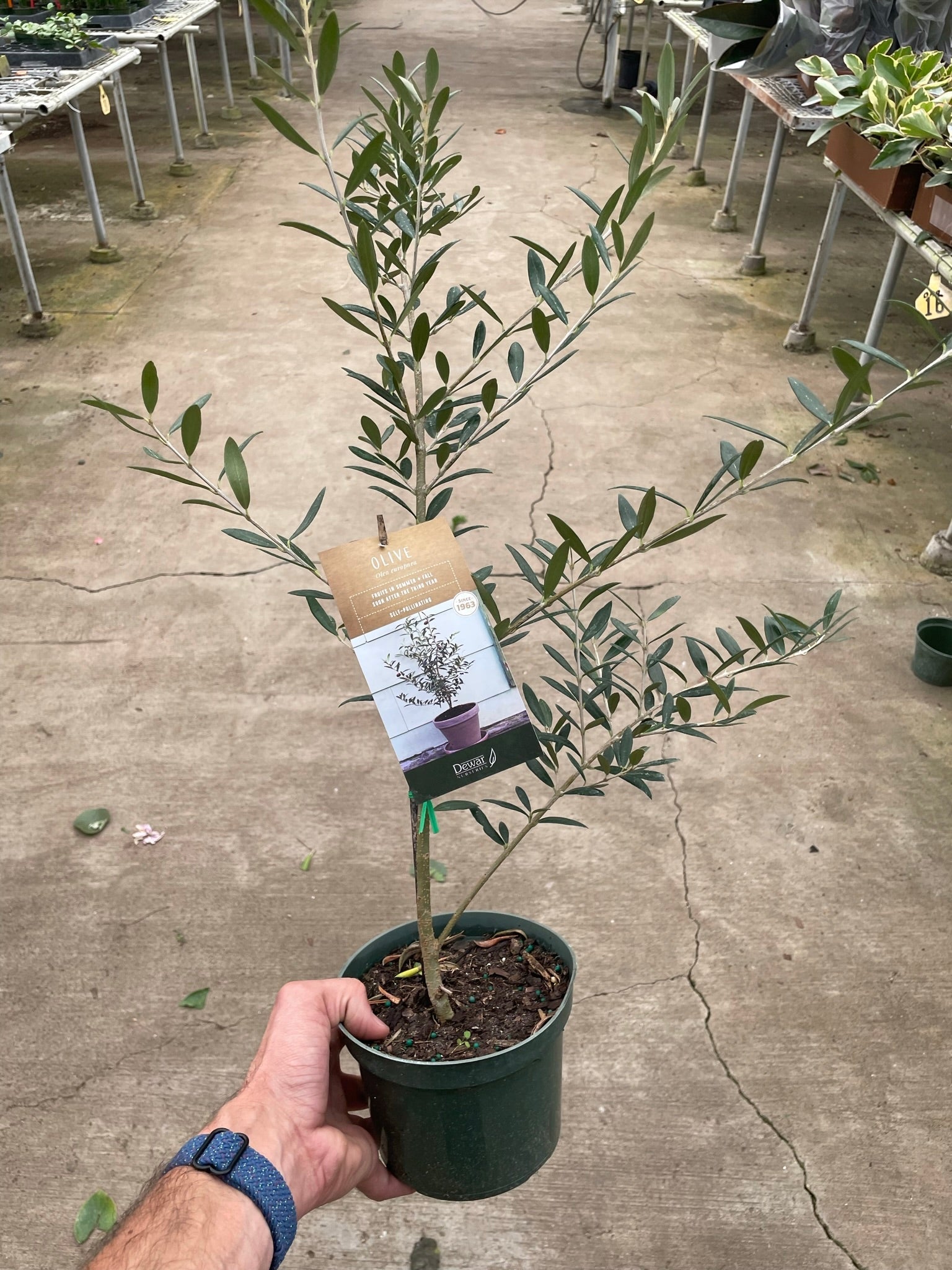 Common Olive Tree Olea Europaea