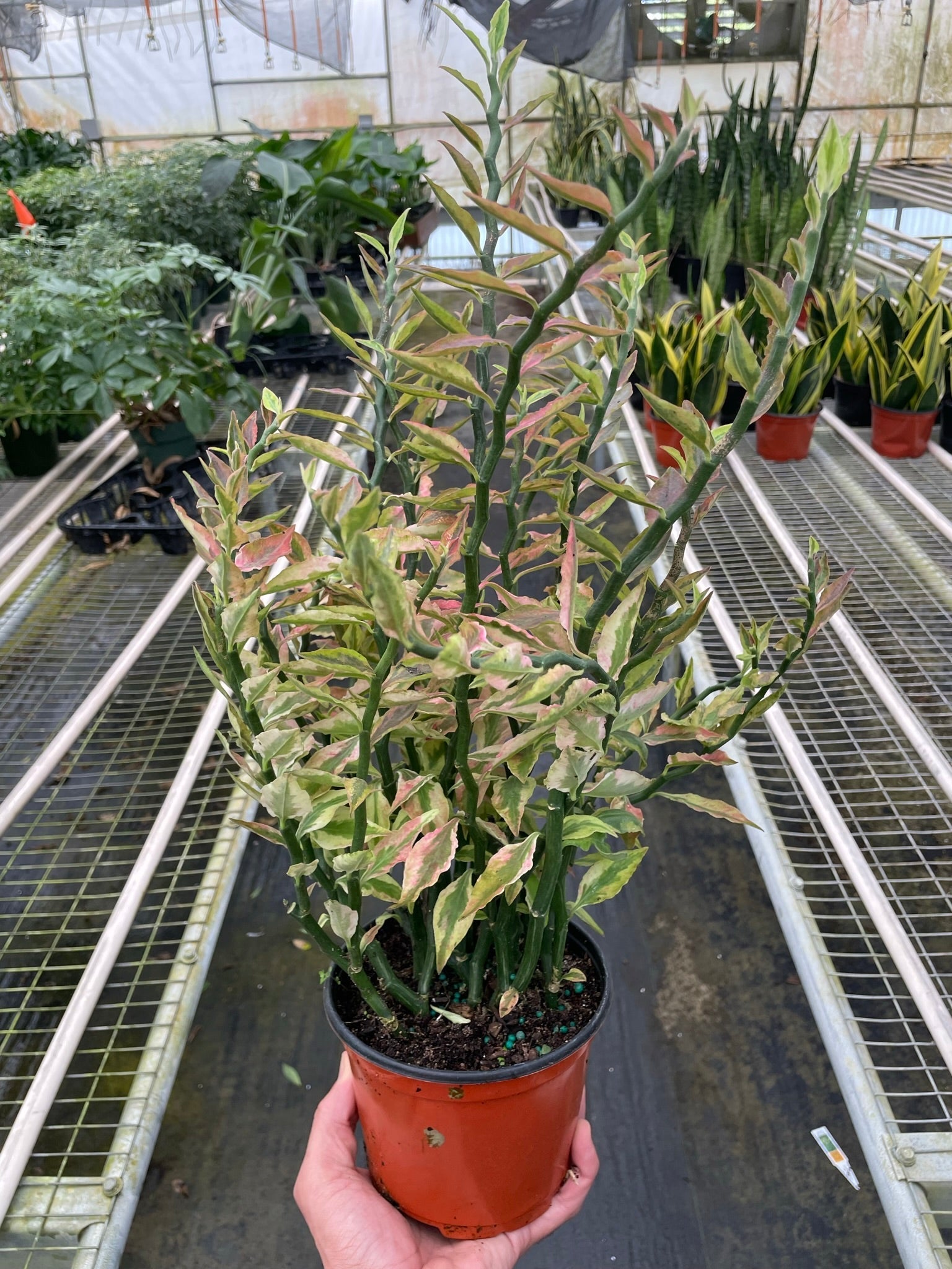 Variegated Devils Backbone Euphorbia