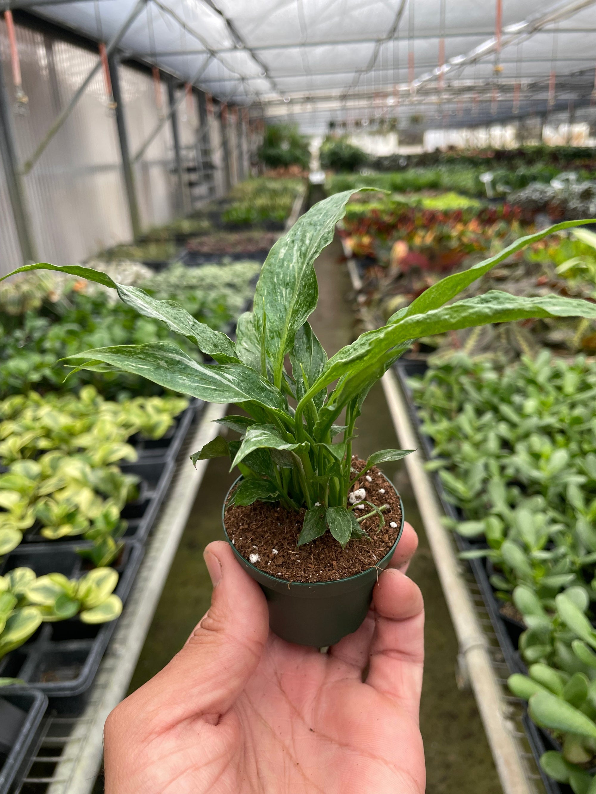 Variegated Spathiphyllum Domino