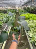 Homalomena Emerald Gem
