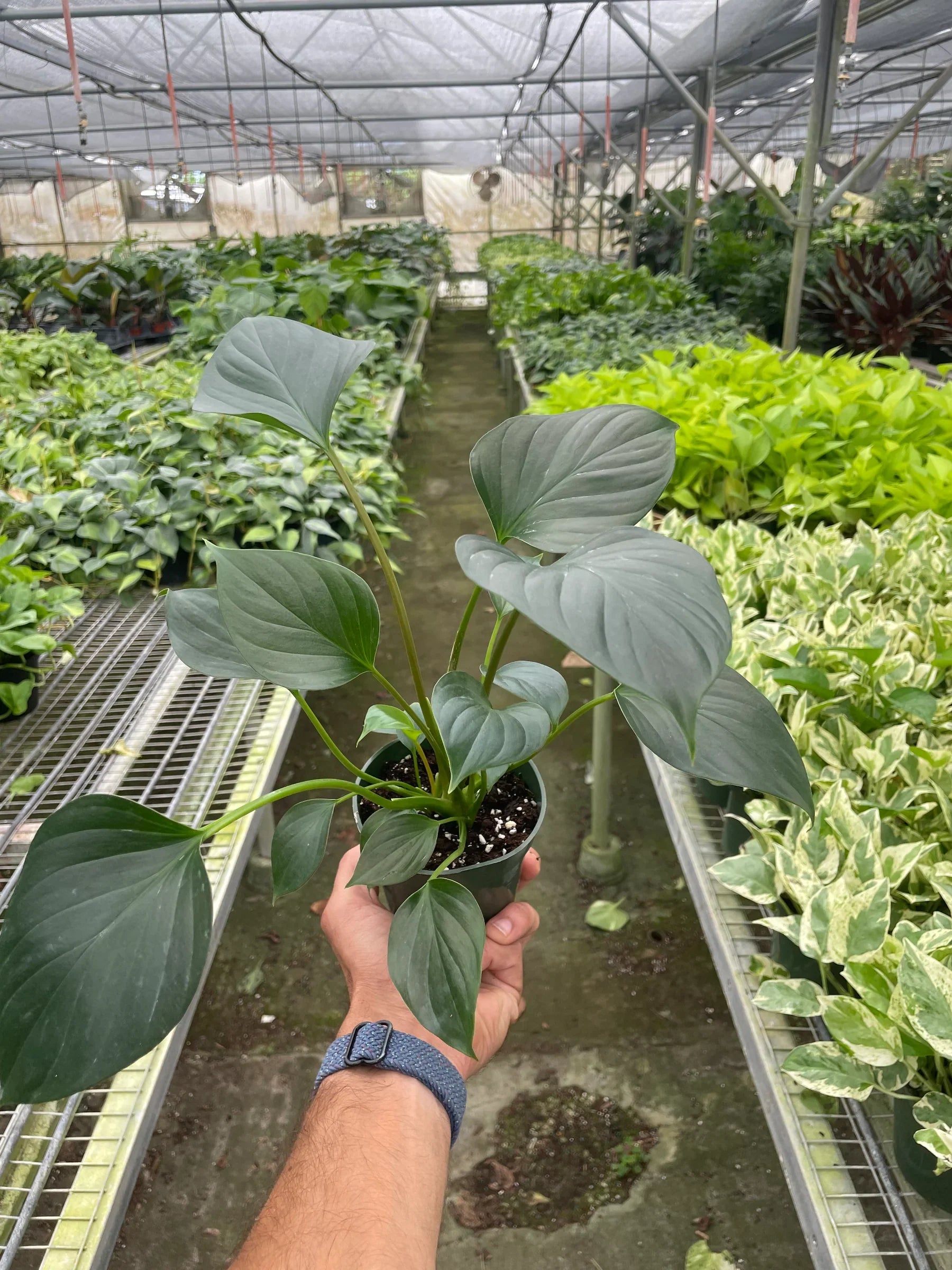 Homalomena Emerald Gem