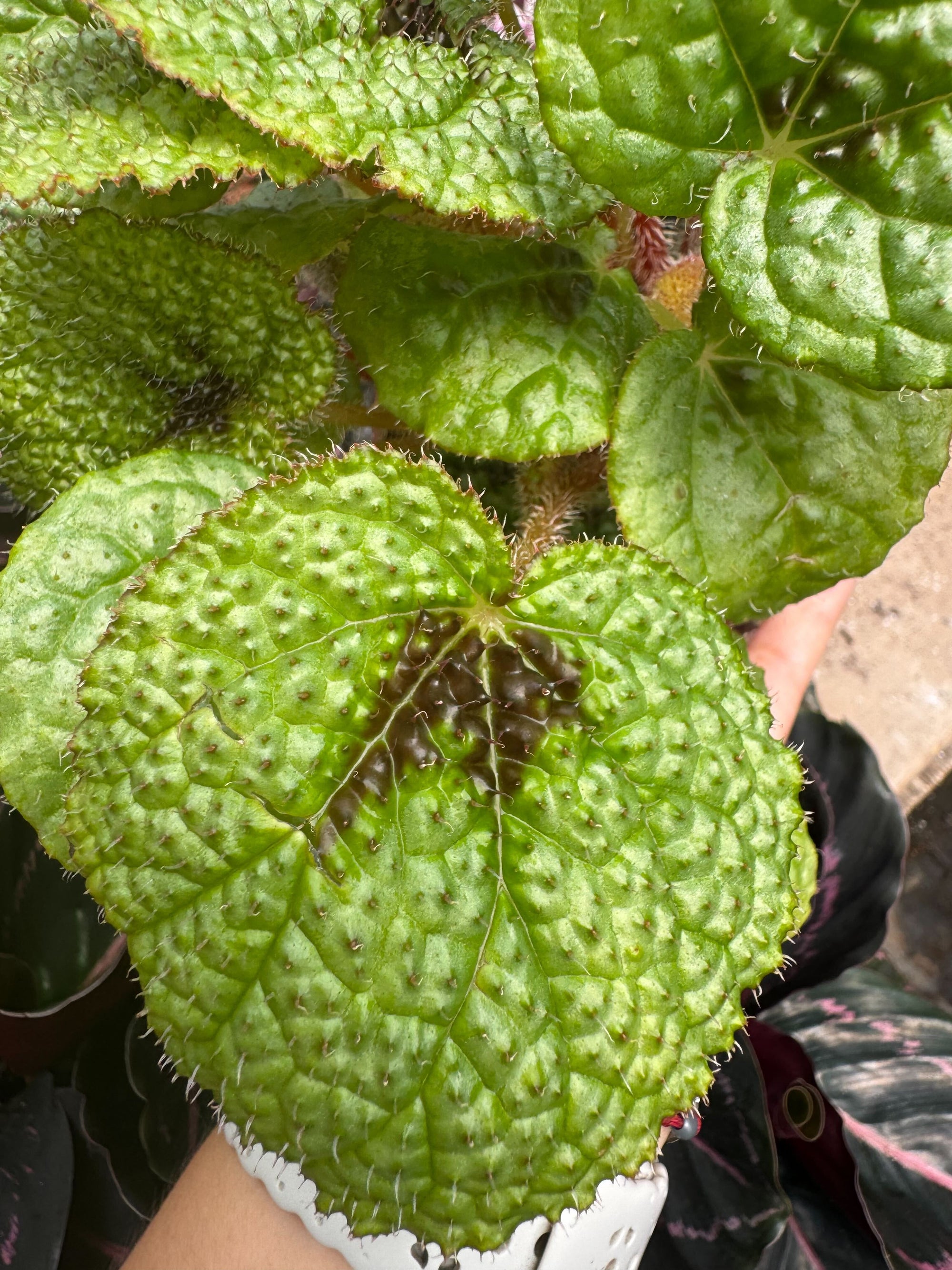 Begonia Iron Cross