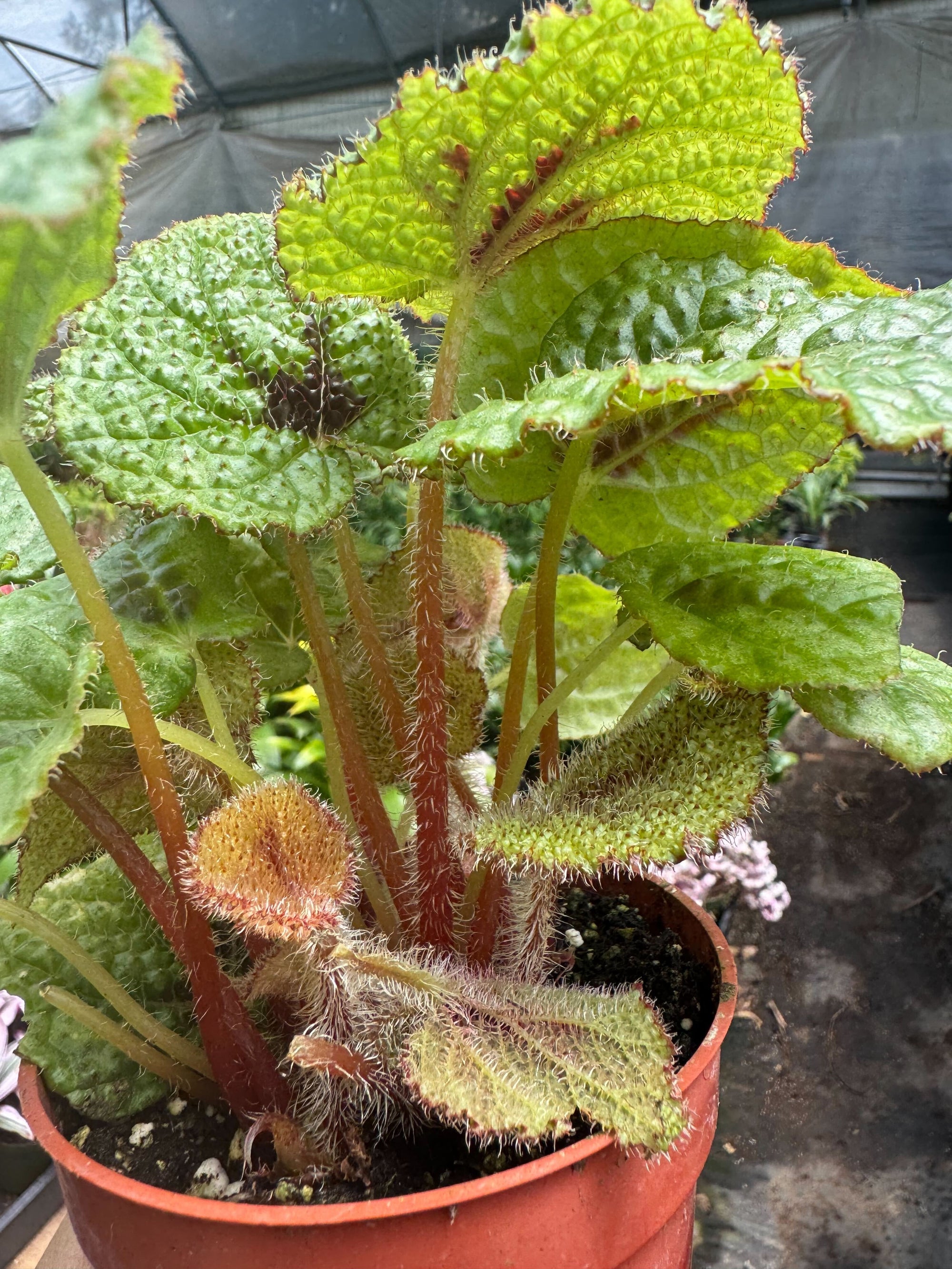 Begonia Iron Cross