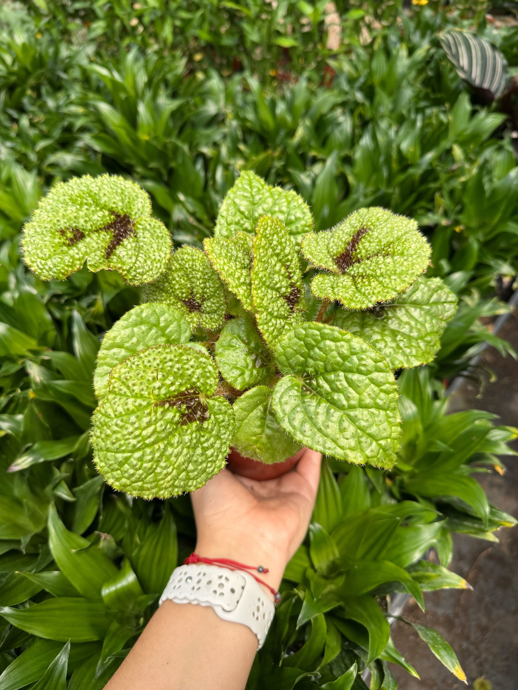 Begonia Iron Cross