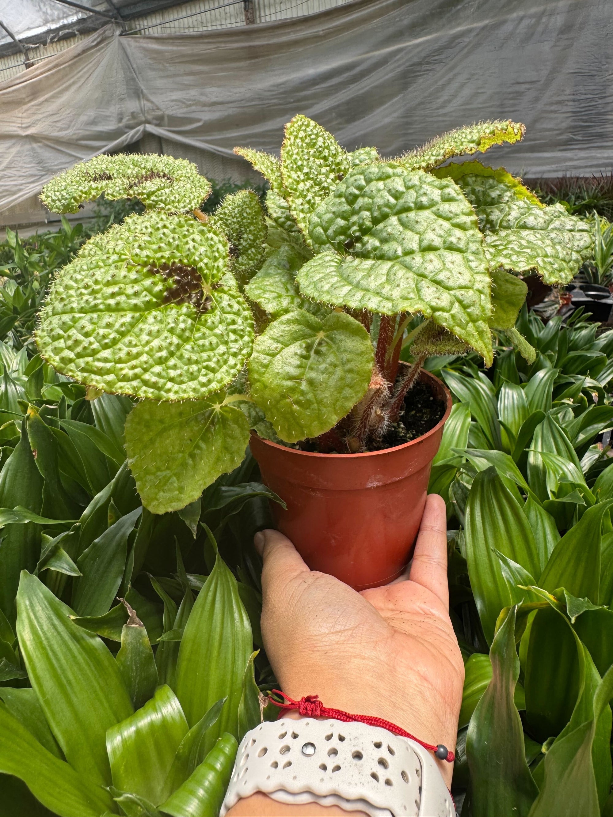 Begonia Iron Cross