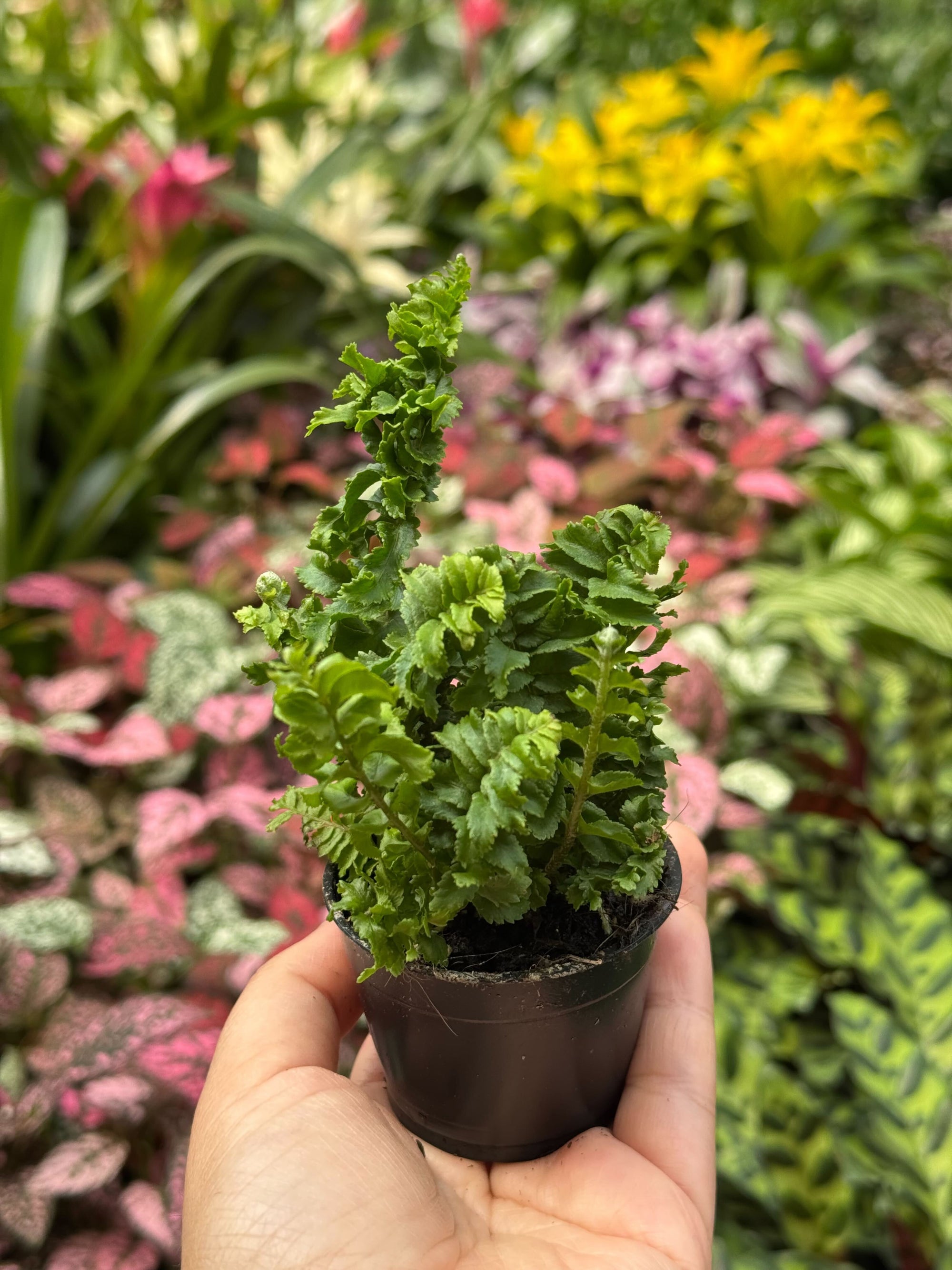 Emina Fern 4 Pot