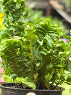 Emina Fern 4 Pot
