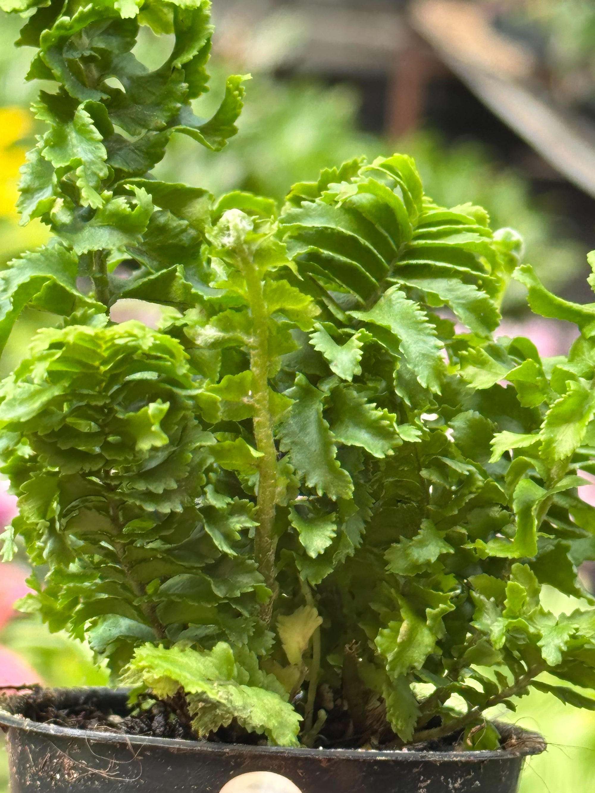 Emina Fern 4 Pot