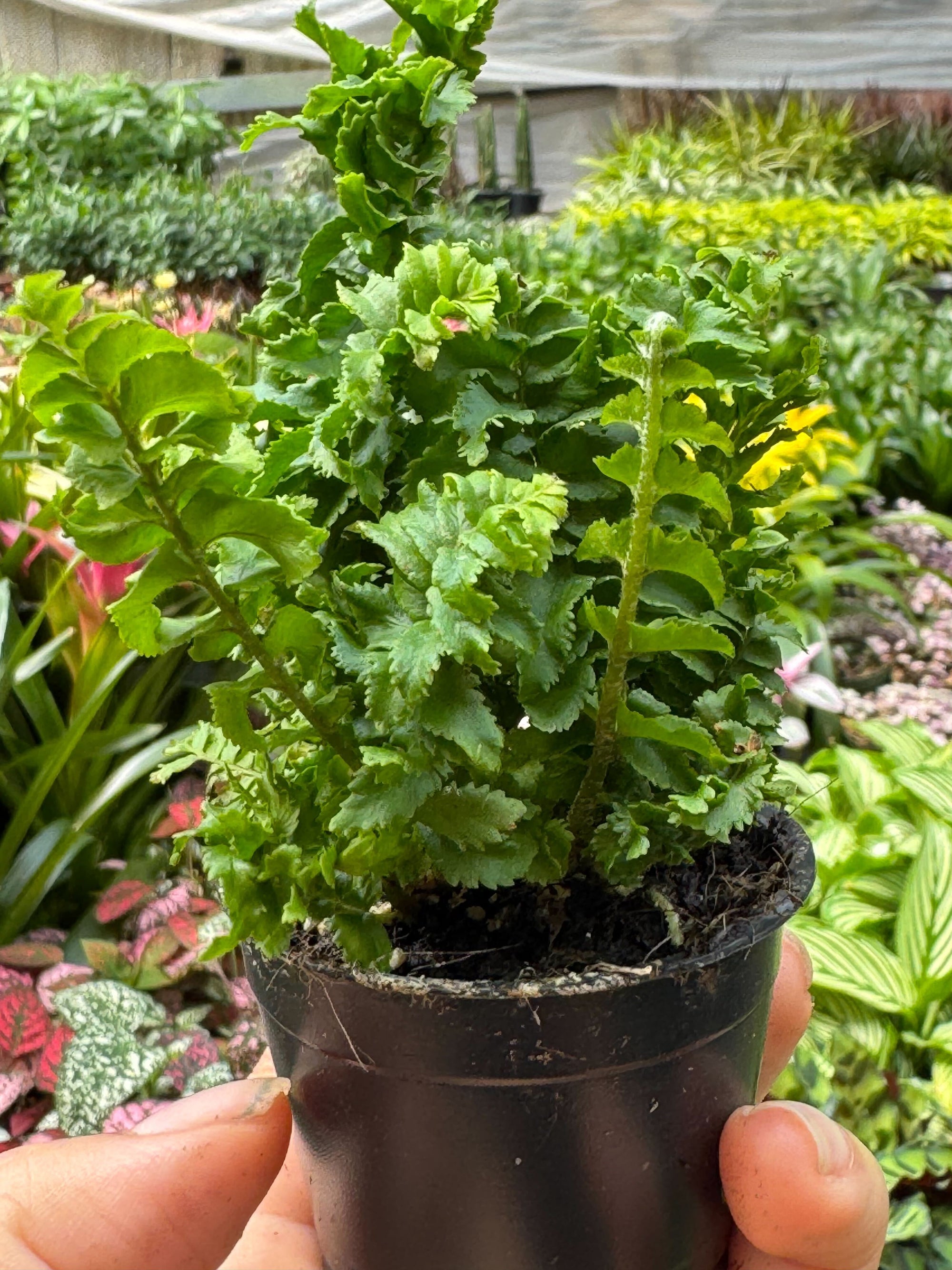 Emina Fern 4 Pot