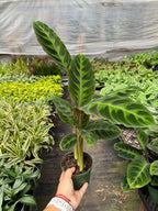 Calathea Warscewiczii 6 Pot