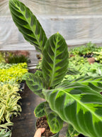Calathea Warscewiczii 6 Pot