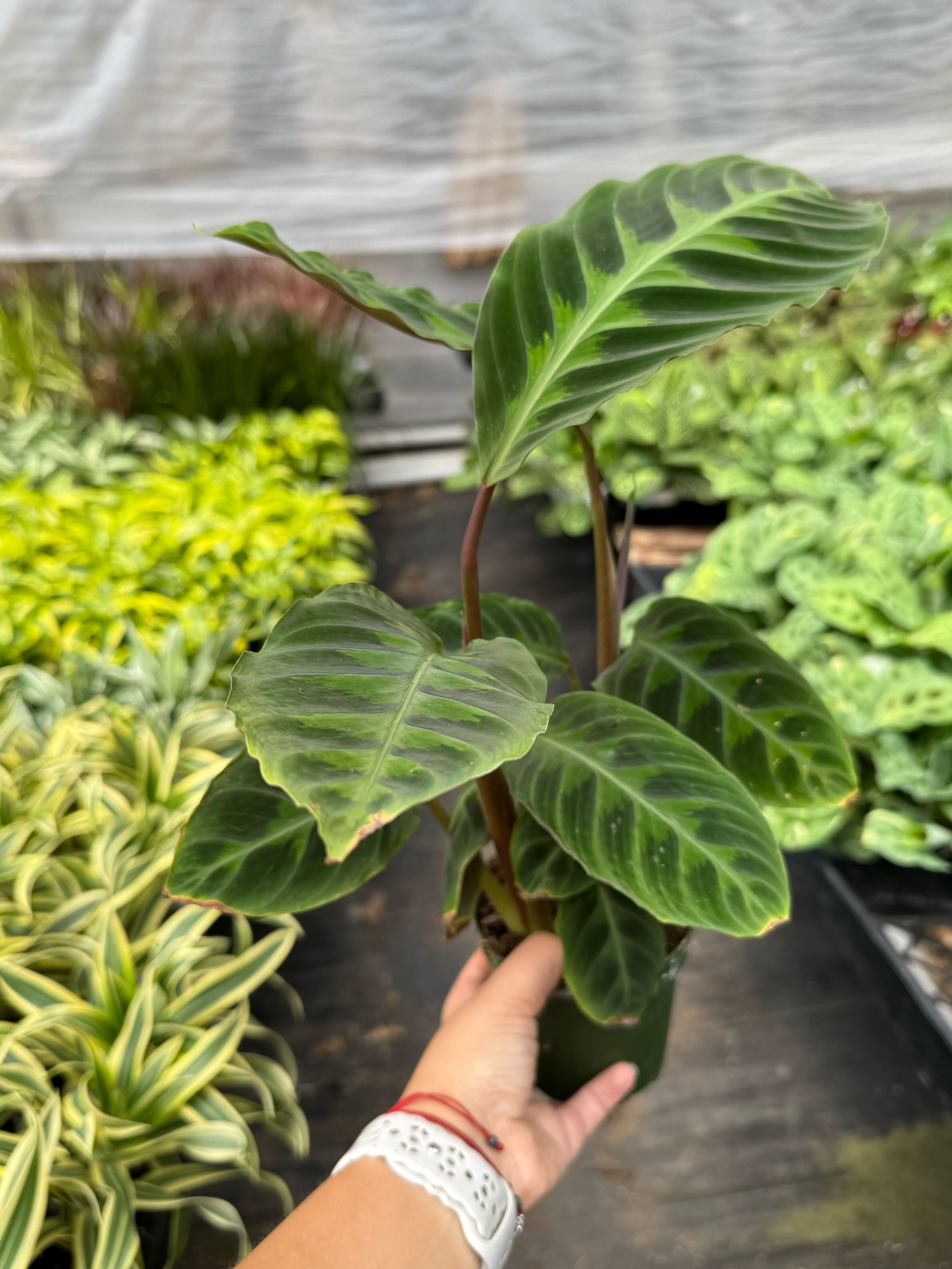 Calathea Warscewiczii 6 Pot