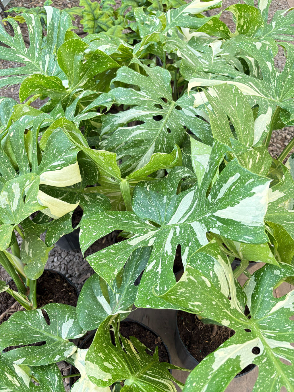 Monstera Thai Constellation