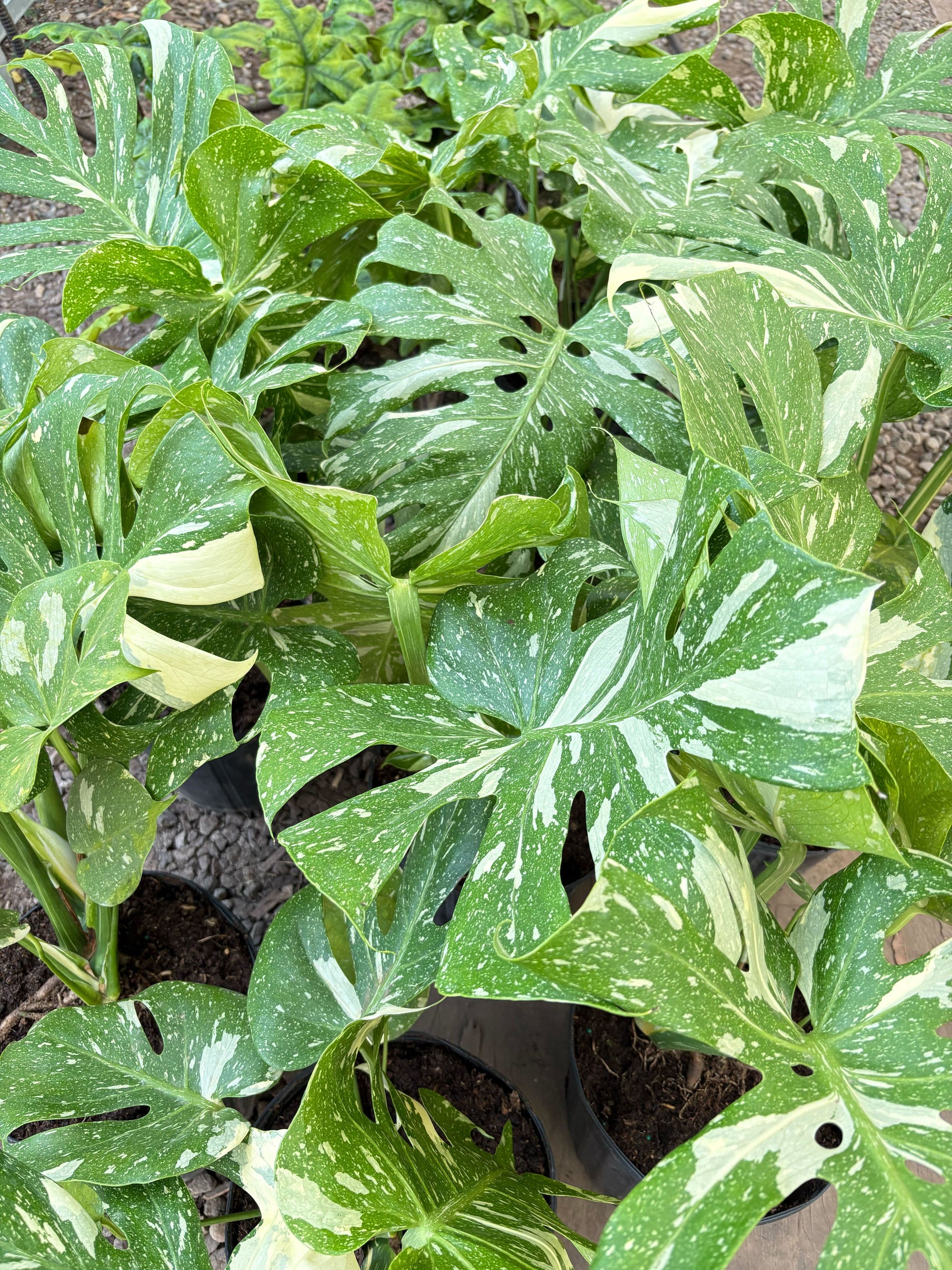 Monstera Thai Constellation
