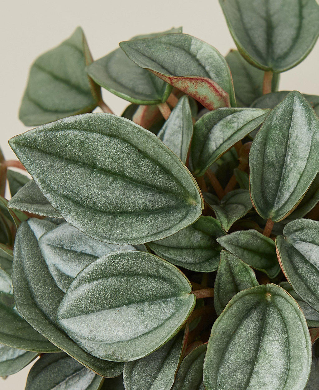 Peperomia Napoli Nights 4 Pot