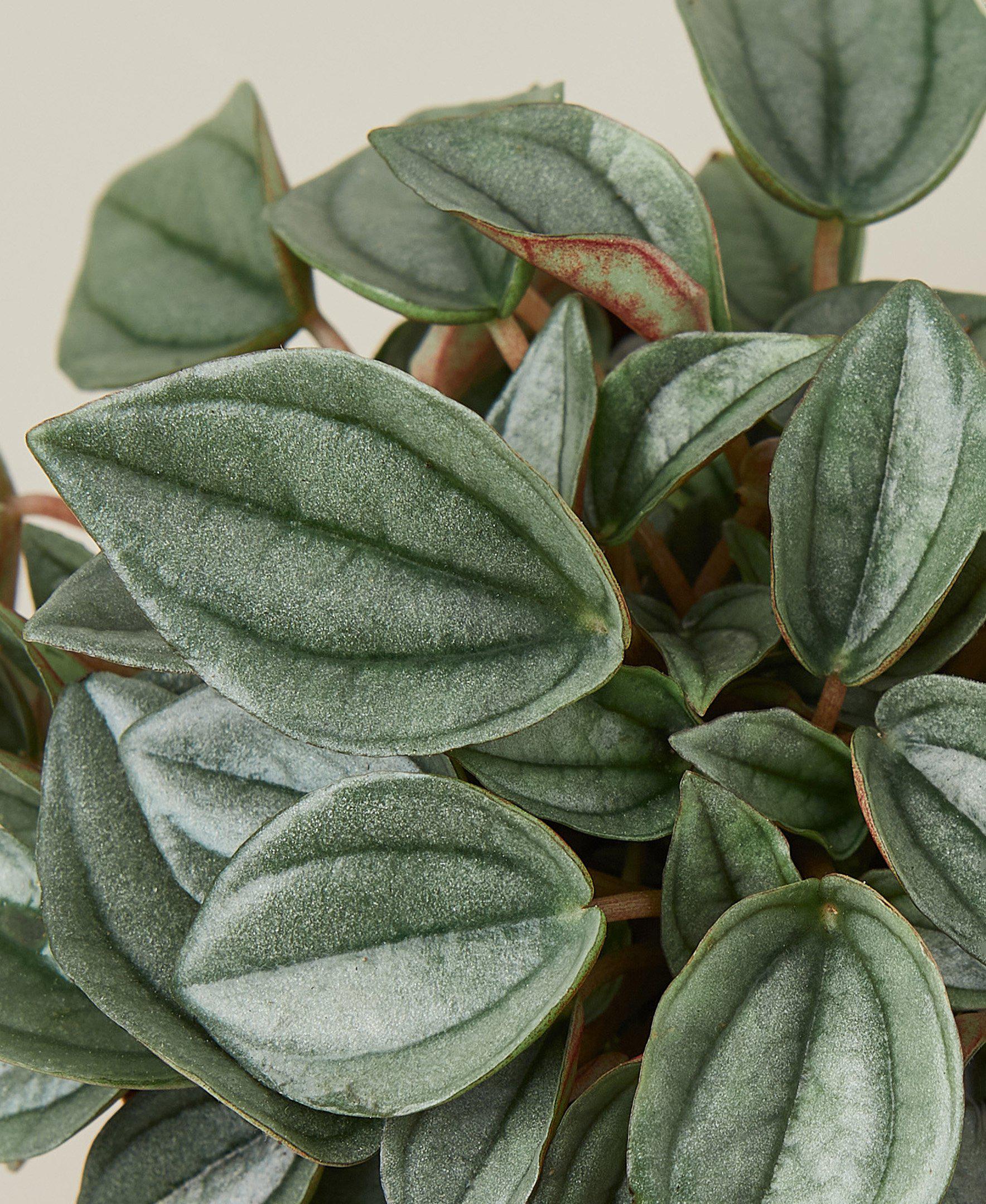 Peperomia Napoli Nights 4 Pot