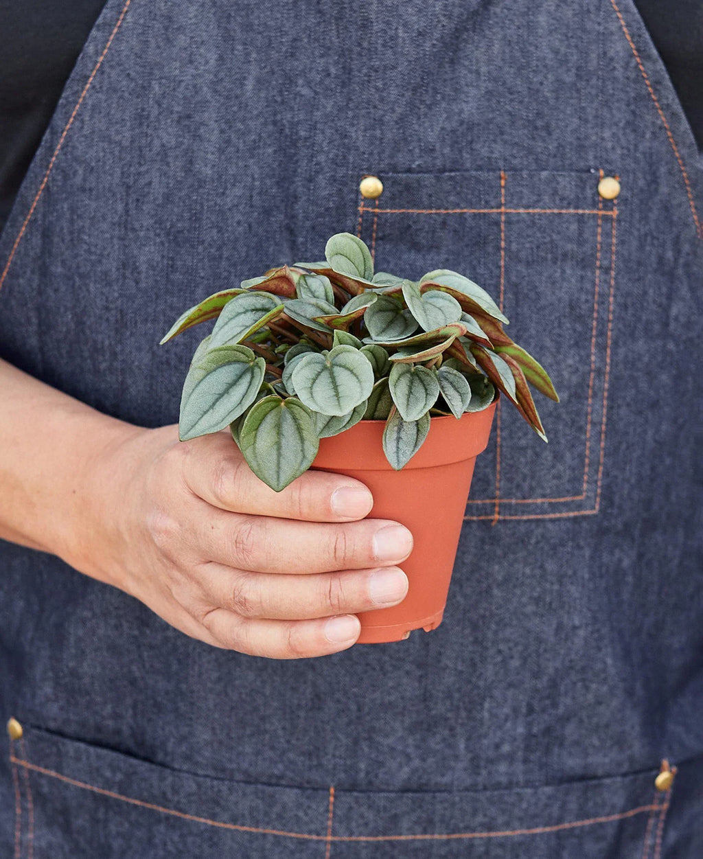 Peperomia Napoli Nights 4 Pot