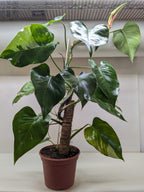 Philodendron White Princess