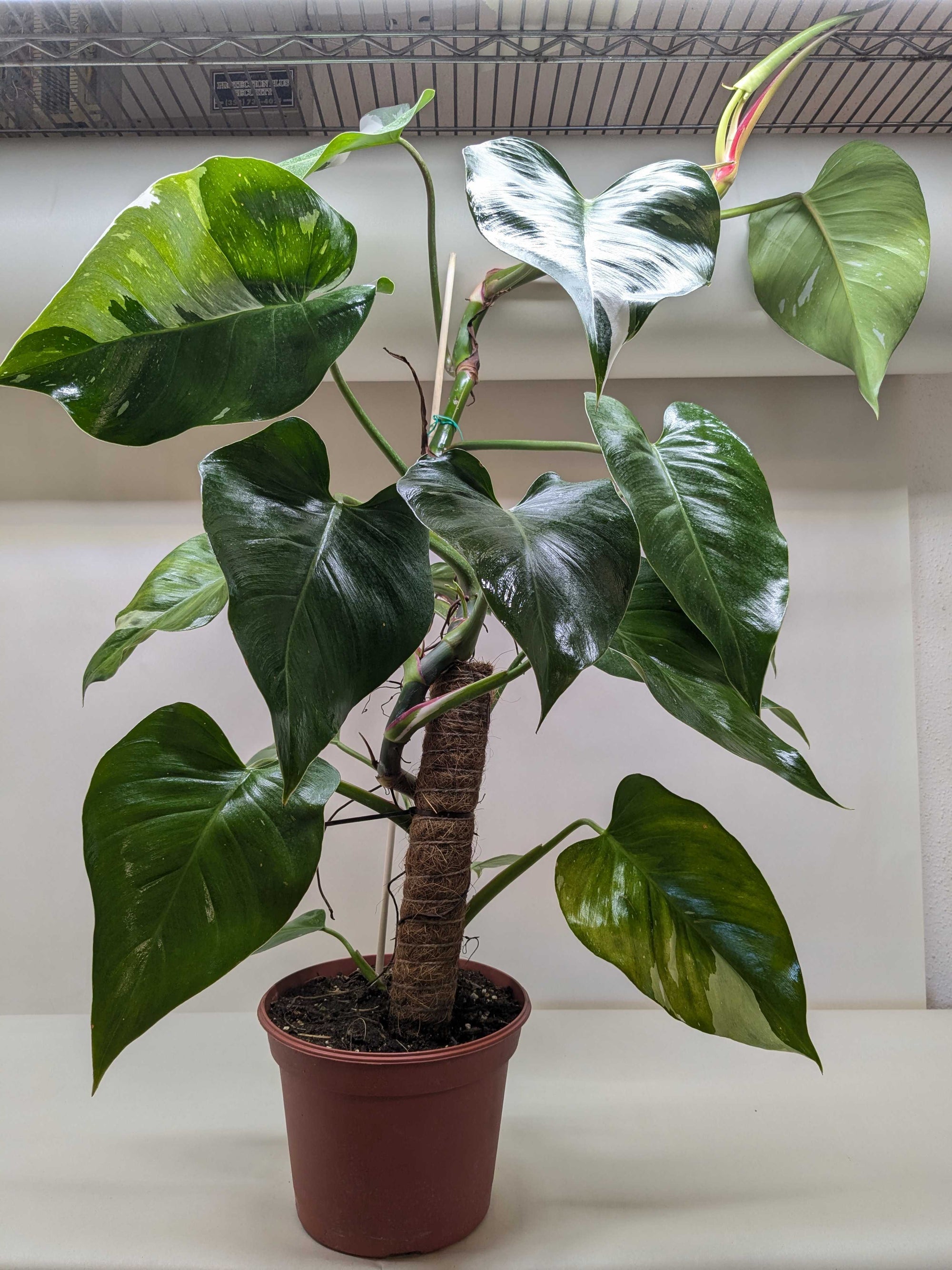 Philodendron White Princess