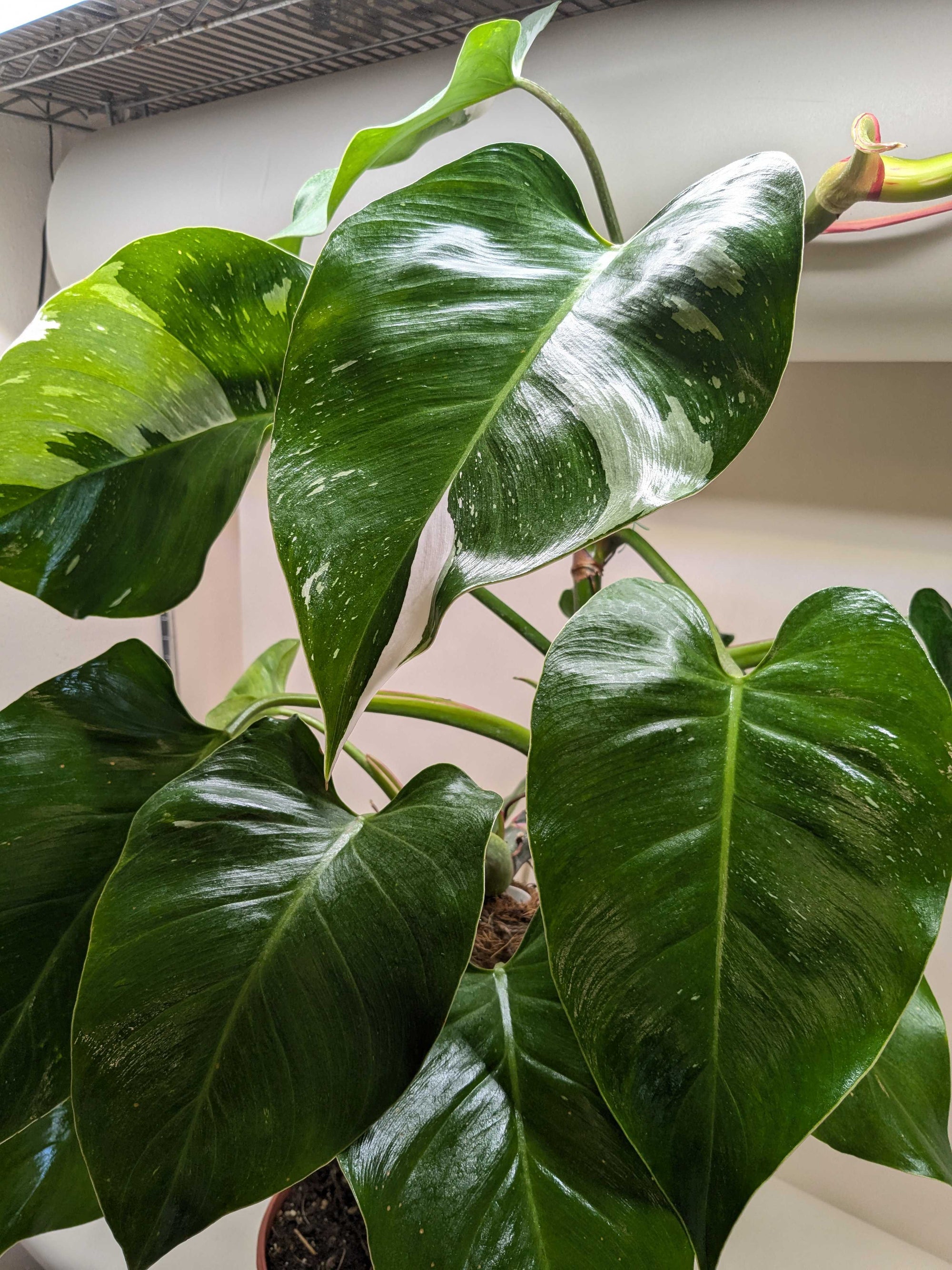 Philodendron White Princess