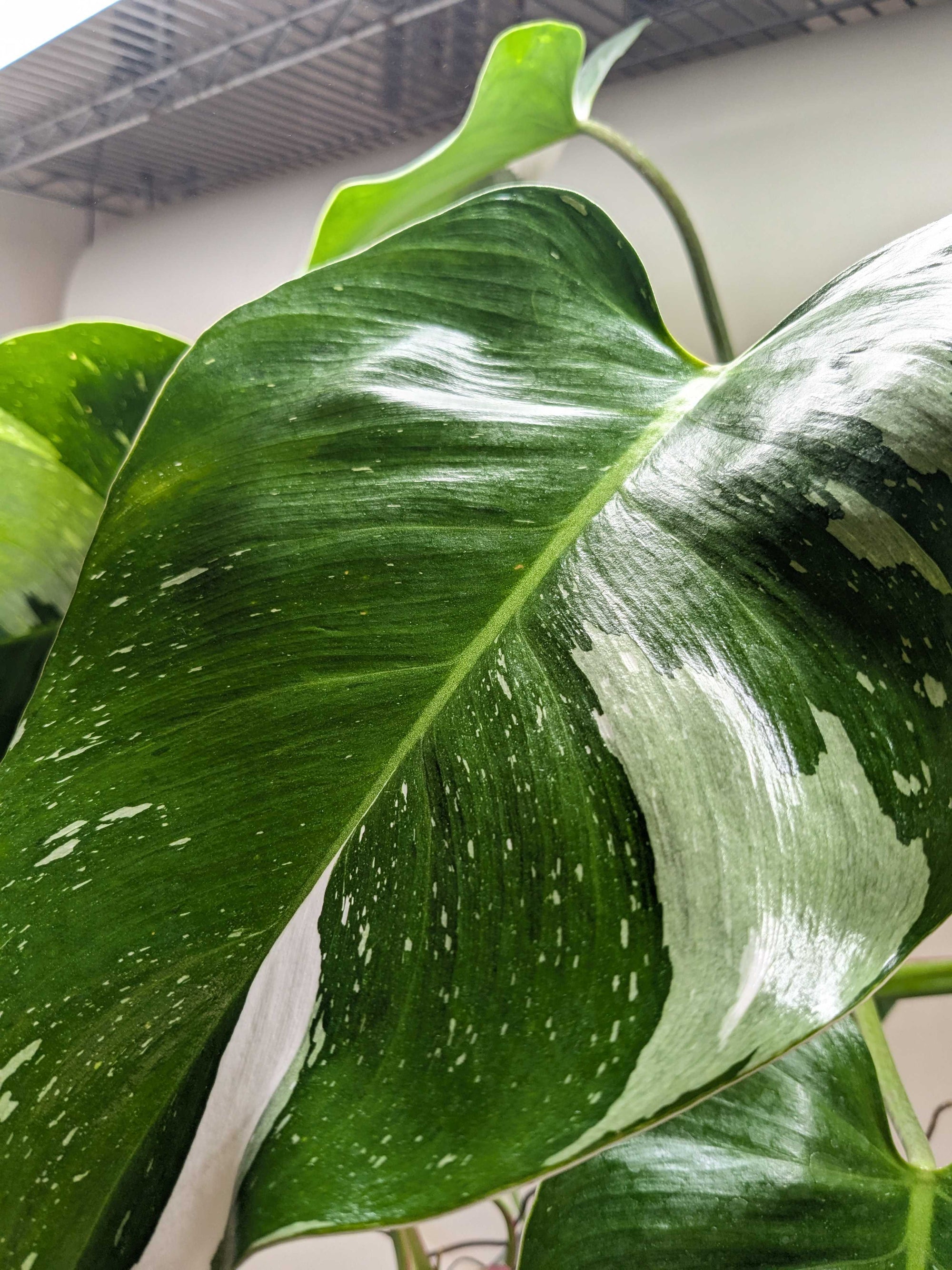 Philodendron White Princess