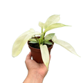 Philodendron Florida Ghost
