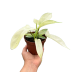 Philodendron Florida Ghost