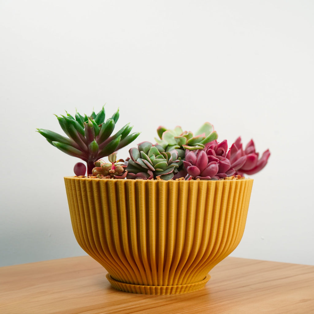 Bonsai Pot with Drainage & Tray