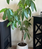 Plant Stem Supports