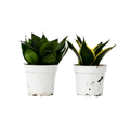 Snake Plant Variety Packs 4 Pot