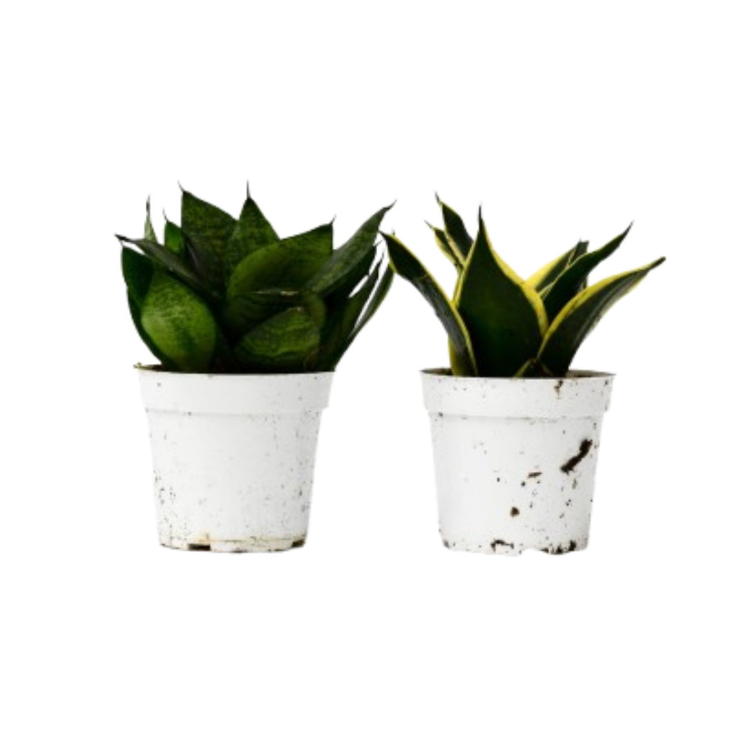 Snake Plant Variety Packs 4 Pot