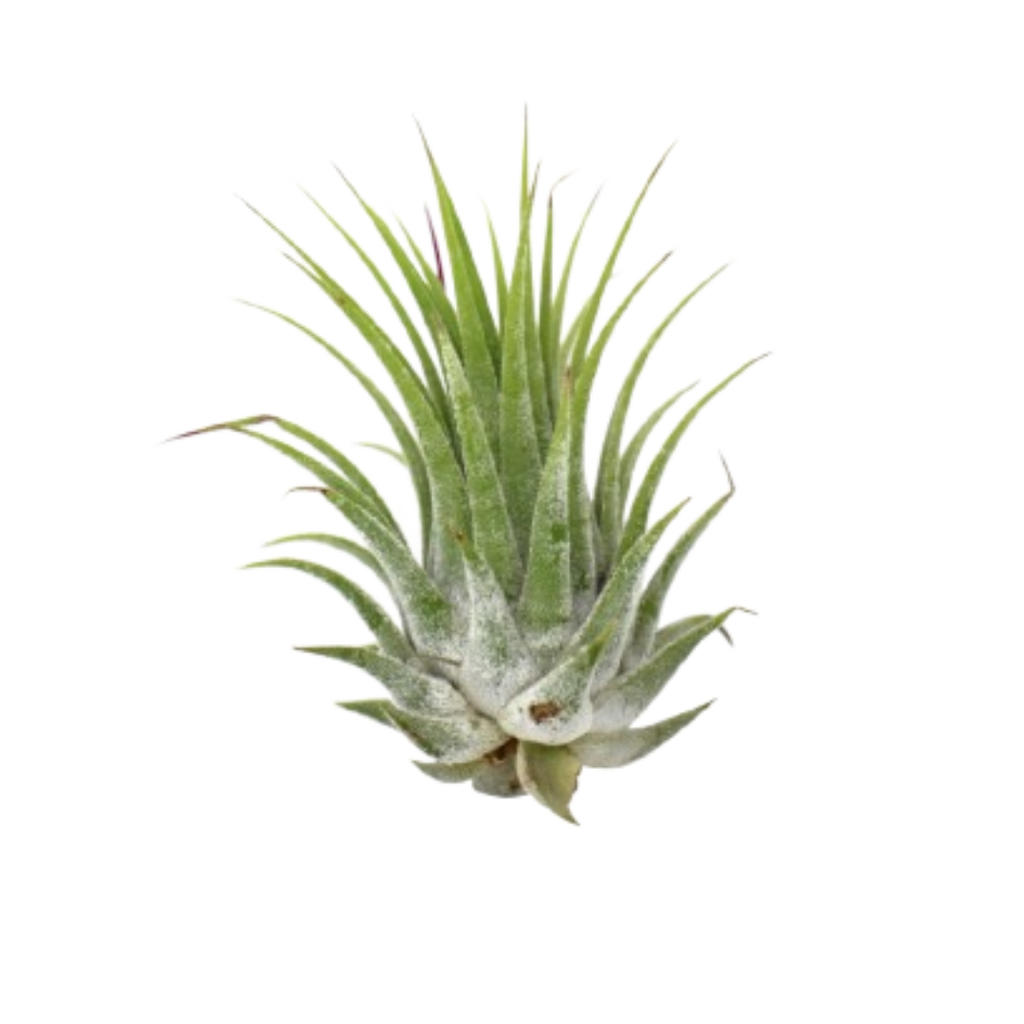 Tillandsia Air Plant Ionantha 25 Pack