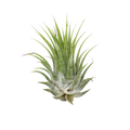 Tillandsia Air Plant Ionantha 25 Pack