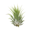Tillandsia Air Plant Ionantha 25 Pack