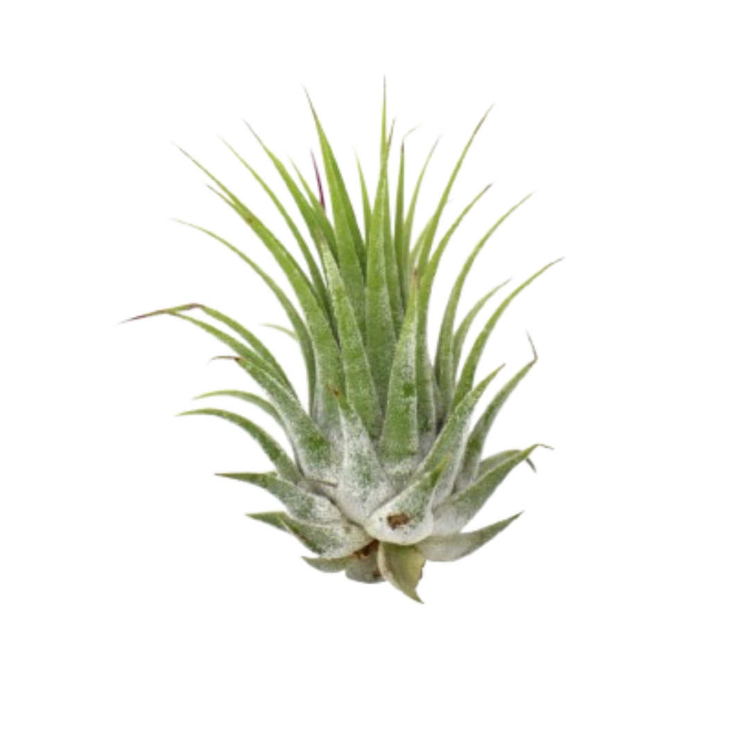 Tillandsia Air Plant Ionantha 25 Pack
