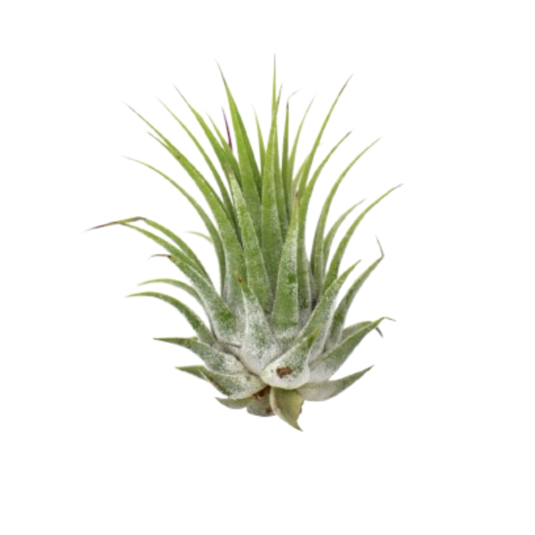 Tillandsia Air Plant Ionantha 5 Pack