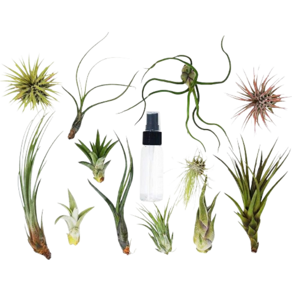 Tillandsia Air Plant Variety Pack W Spray Bottle