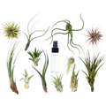 Tillandsia Air Plant Variety Pack W Spray Bottle