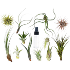 Tillandsia Air Plant Variety Pack W Spray Bottle