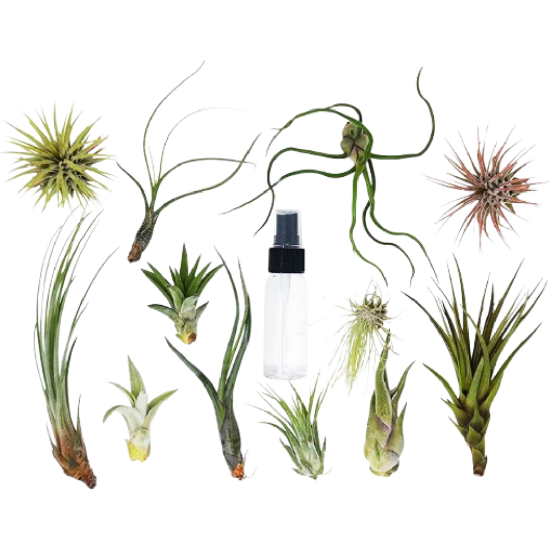 Tillandsia Air Plant Variety Pack W Spray Bottle