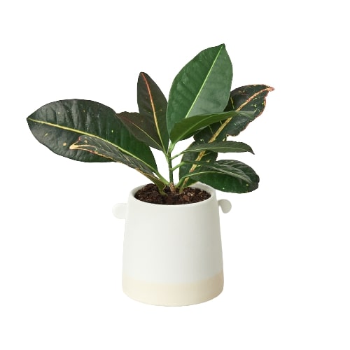 Knob Cylinder Pot 5 Inch