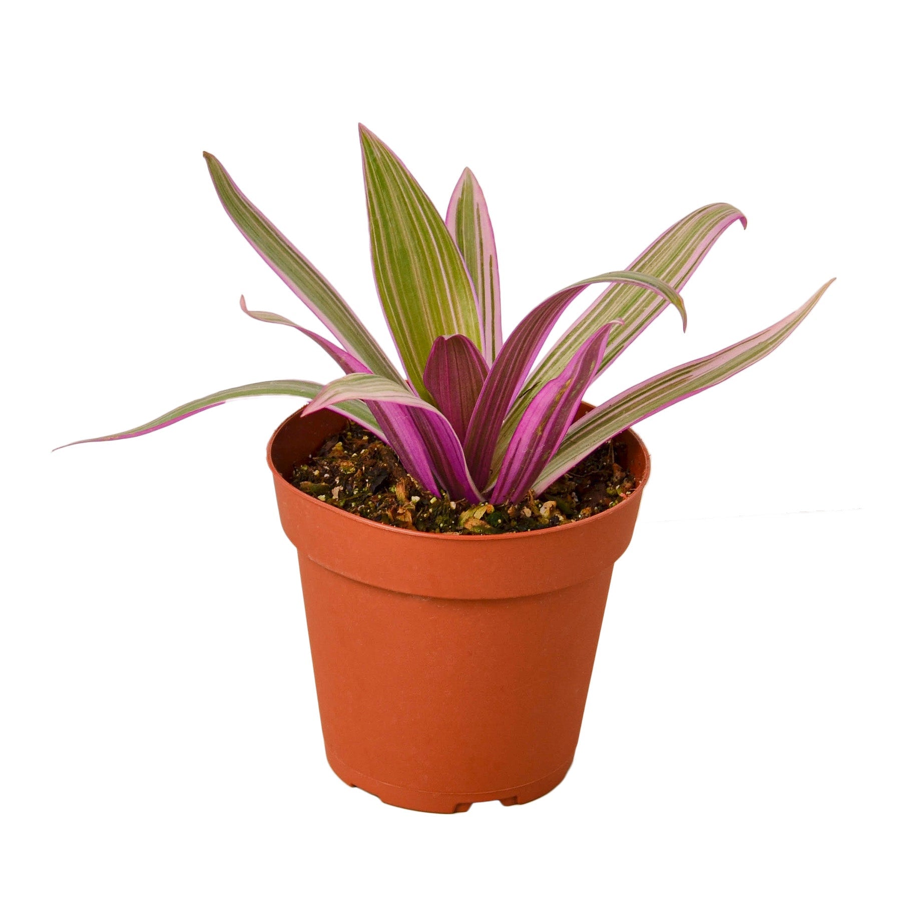 Oyster Plant Moses In The Cradle
