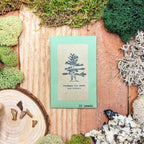 Abies Nordmannia 'Nordmann Fir' Seeds