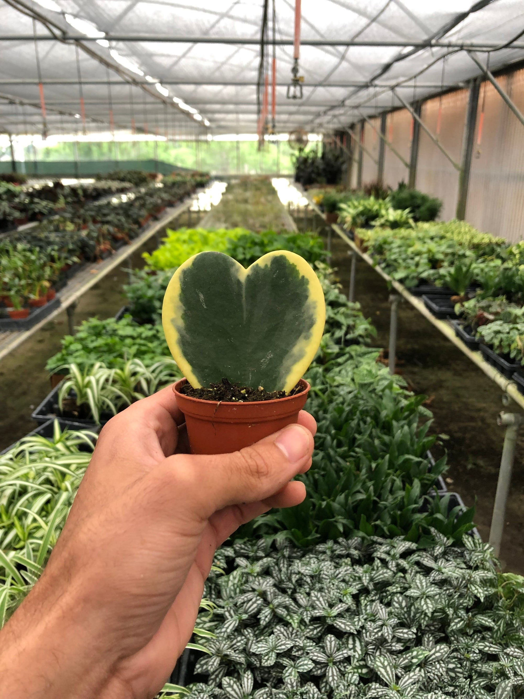 Hoya Sweetheart Variegated